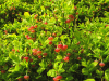 Heidelbeeren