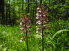 Purpurorchis