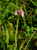 Pyramidenorchis