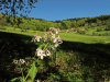 Silberblatt