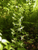 Waldhyazinthe